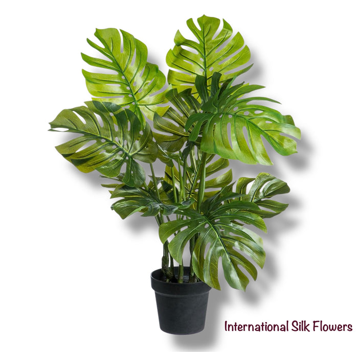 2.2' Monstera Adansonii Plant ( LPM026-GR )