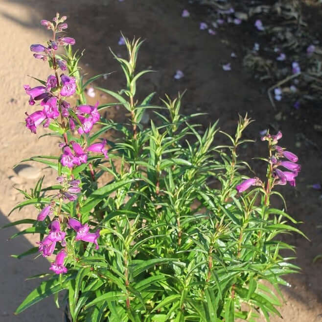 Penstemon Midnight (8008373043455)