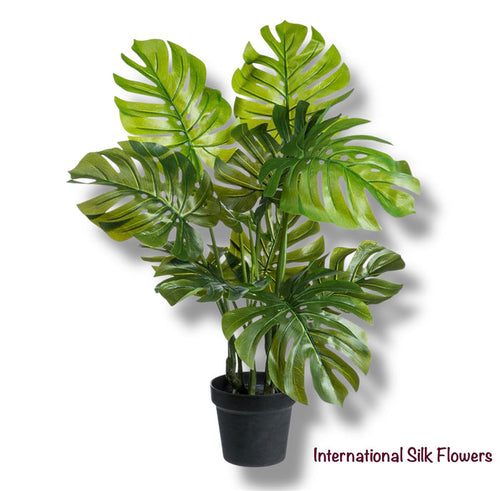 2.2'  Monstera Adansonii Plant ( LPM026-GR )
