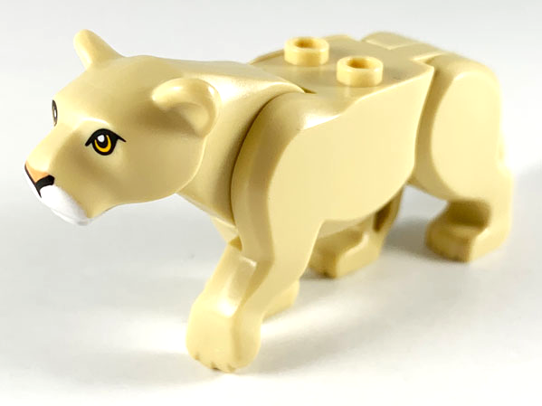 Cat, Large (Lioness) with Bright Light Orange Eyes, Nougat Nose, White Muzzle Pattern