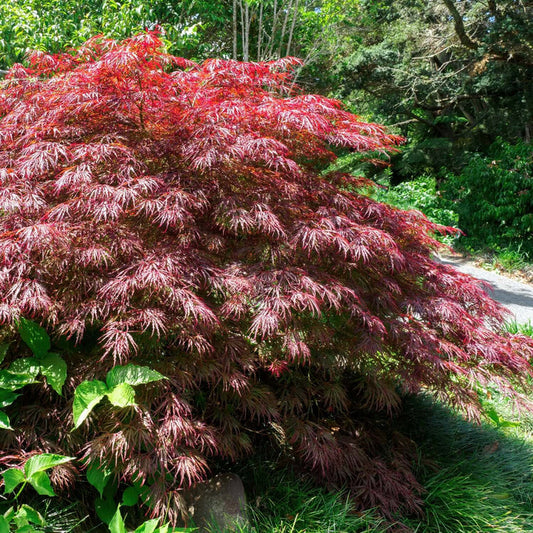 Acer palmatum dissectum Crimson Queen (7993766576383)