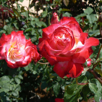 Double Delight Rose Bush (7923590332671)
