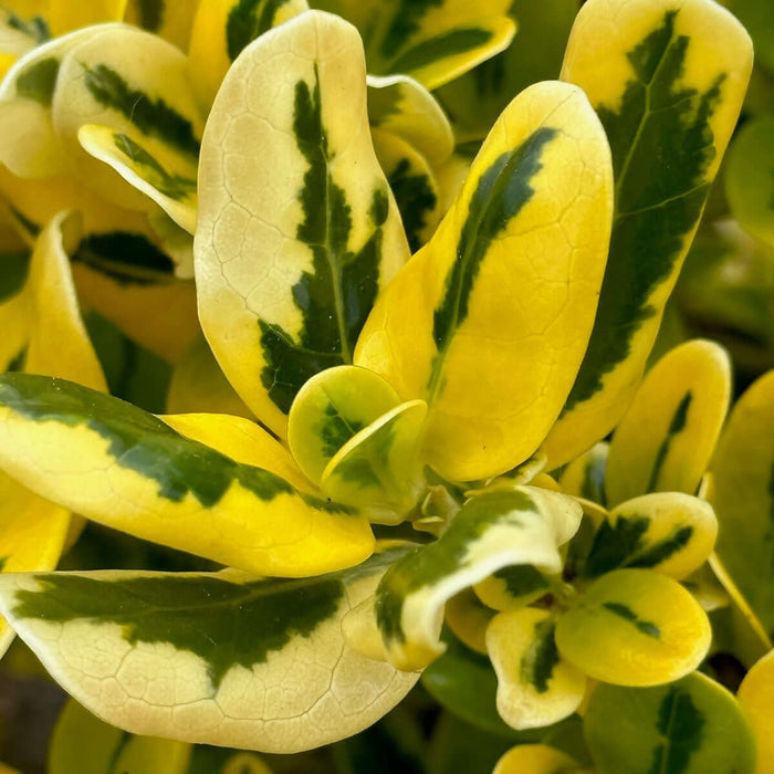 Coprosma 'Taupata Gold' ('Gold Splash')