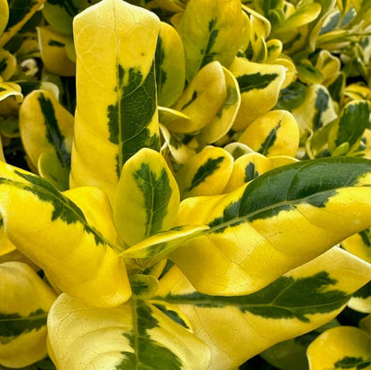 Coprosma 'Taupata Gold' ('Gold Splash')