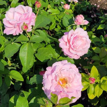 Memorial Day Rose Bush Pink Flowers