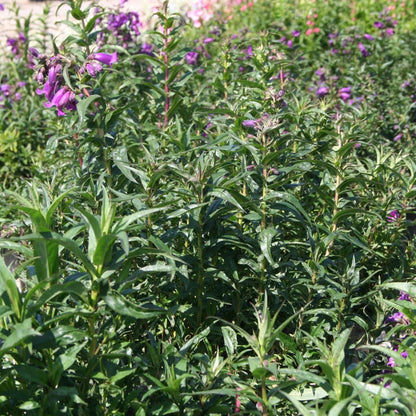 Penstemon Midnight (8008373043455)