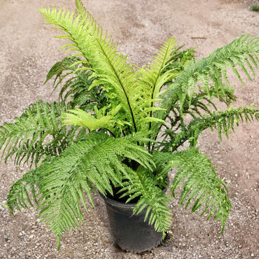 mother fern - Asplenium bulbiferum