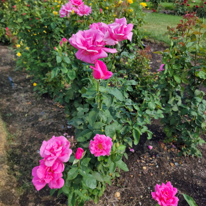 Perfume Delight Hybrid Tea Rose Planted Garden Landscape