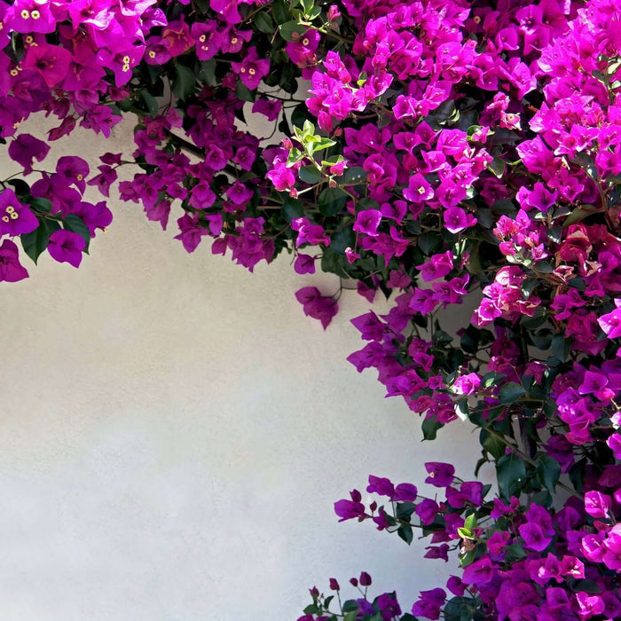 Bougainvillea spectabilis (7823949496575)