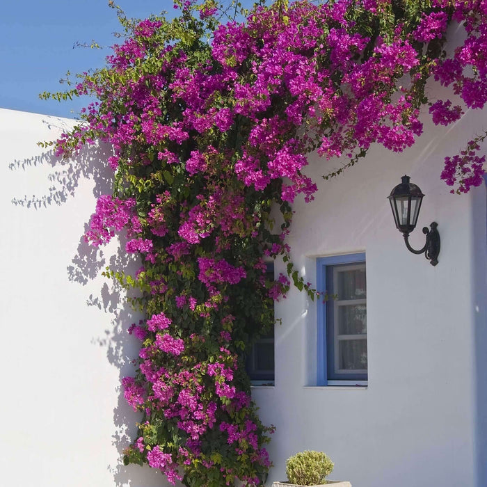 bougainvillea spectabilis bougainvillea (7823949496575)