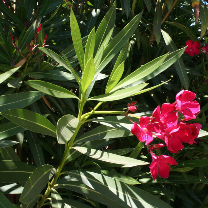 Red Oleander