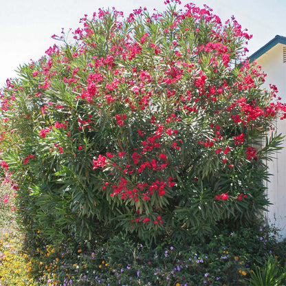Red Oleander