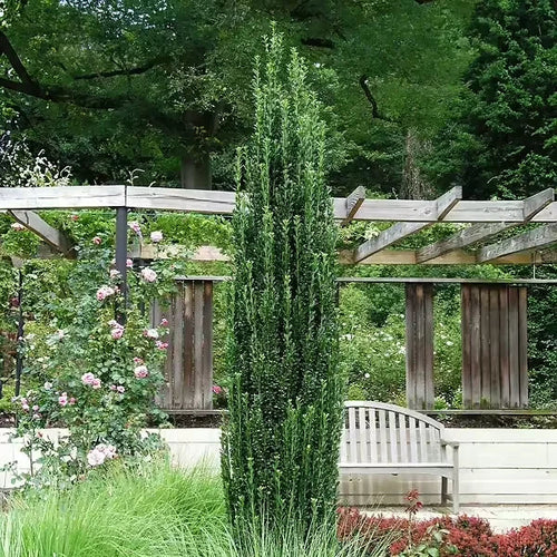 Sky Pencil Japanese Holly