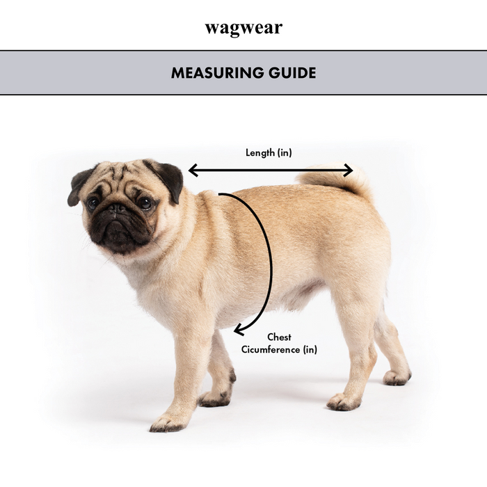 Pug standing with measurement lines indicating length and chest circumference, branded 'wagwear'.